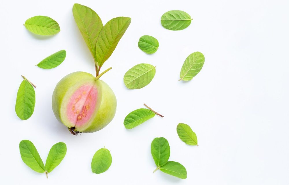 Discovering The Secret To Losing Weight: The Benefits Of Guava Leaves
