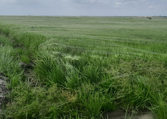 Govt’s Industrial agric project progressing steadily
