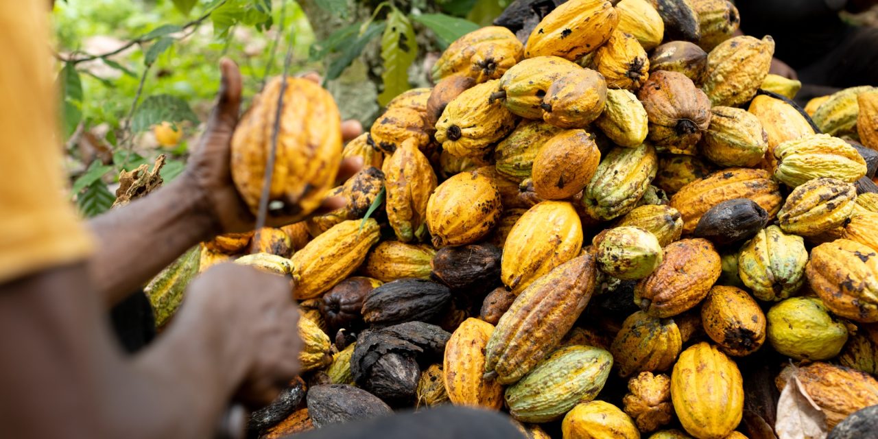 Gov’t Secures $100 Million To Restore Cocoa Farms