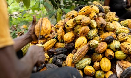 Gov’t Secures $100 Million To Restore Cocoa Farms