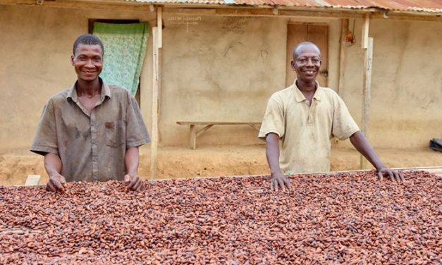 45% producer price increase sends a bag of cocoa to GH₵3,000