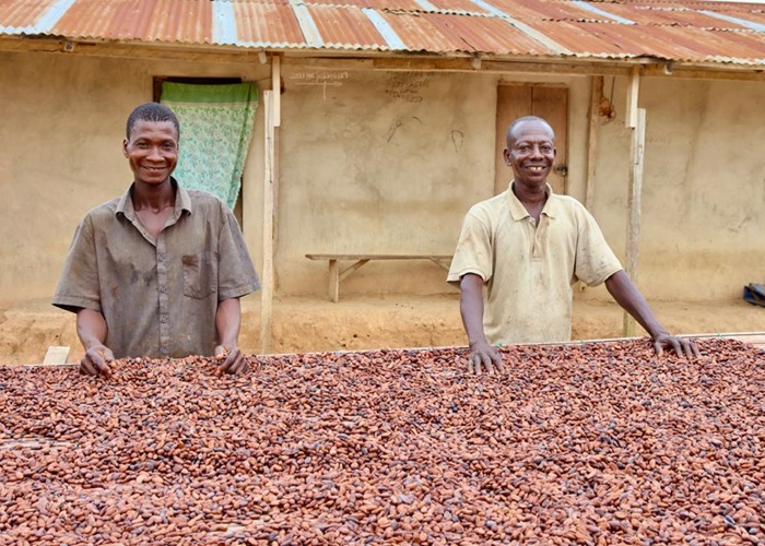 45% producer price increase sends a bag of cocoa to GH₵3,000