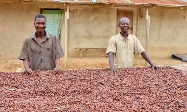 Transforming Ghana’s Cocoa Sector: Why Cocoa Farmers Should Back Dr. Bawumia in 2024