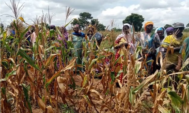CSIR- SARI introduces climate-resilient, nutritionally enhanced maize hybrids